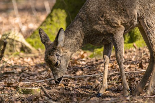 roe deer at field in the wild nature