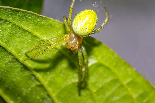 tiny spider on green leaf in fresh season nature