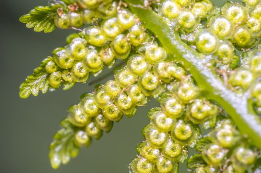 green fern in season herbal garden