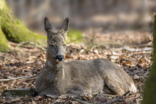 roe deer at field in the wild nature