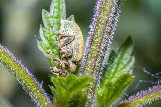 green golden beetle in nature season meadow