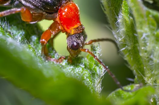 red black soldier soft beetle in green season nature meadow