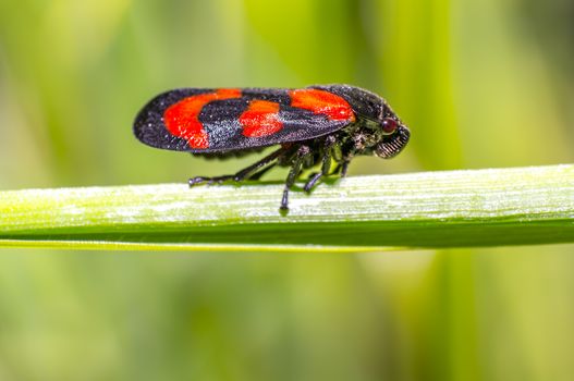 red black blood cicada beetle in nature season meadow