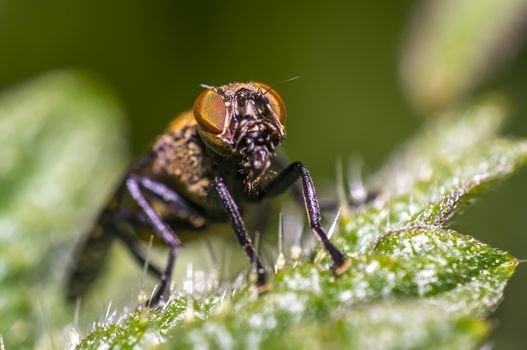 small gas mask fly on green leaf in fresh season nature
