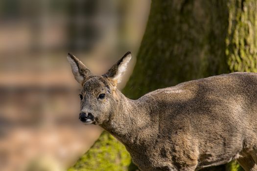 roe deer at field in the wild nature