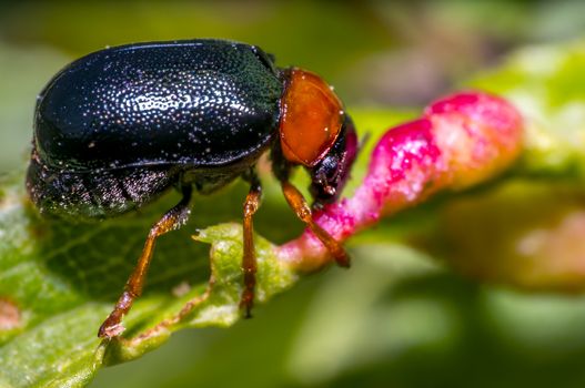 small black red beetle on green leaf in fresh season nature