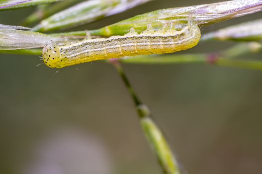 little caterpillar in the green nature season garden