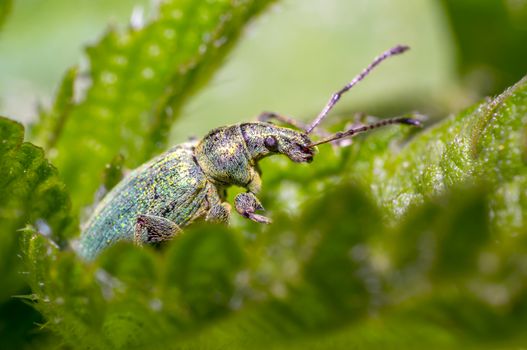 green golden beetle in nature season meadow