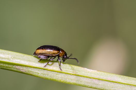 little beetle in the green nature season garden