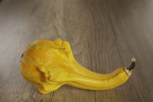 Colored beautiful pumpkin lies on a wooden background.