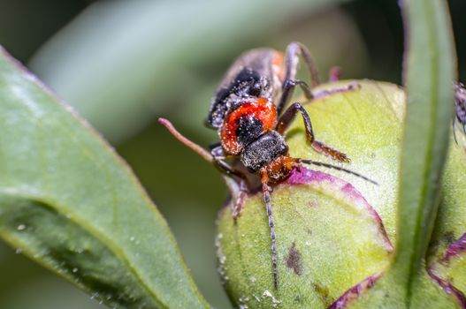 little beetle in the green nature season garden