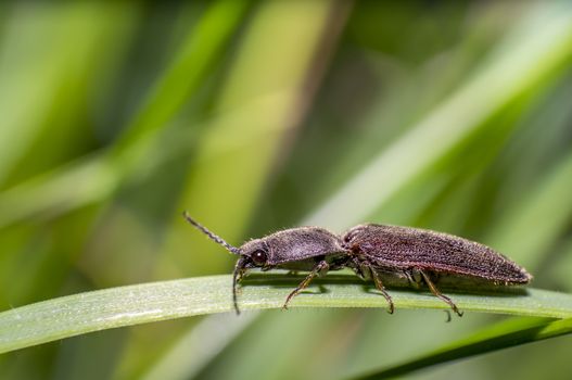 little beetle in the green nature season garden