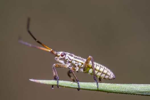 little beetle in the green nature season garden