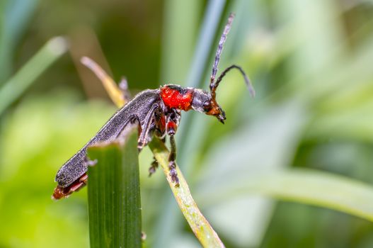 small soldier soft beetle on green grass in fresh season nature