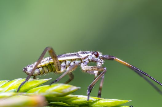 small beetle on green grass in fresh season nature