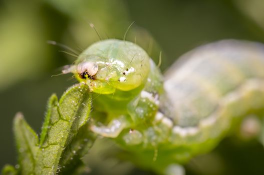 green caterpillar during the meal on green leaf in fresh season nature