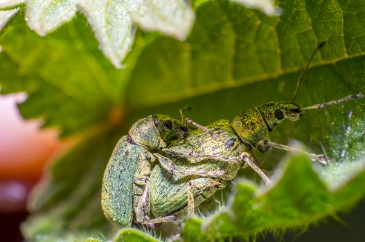 green golden beetle in nature season meadow