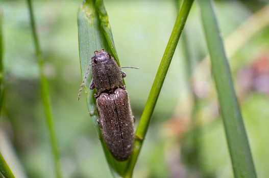 little beetle in the green nature season garden