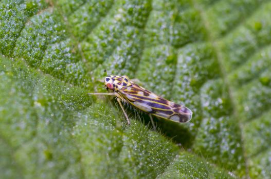 spotted cicada on green nettle leaf in the beautiful nature