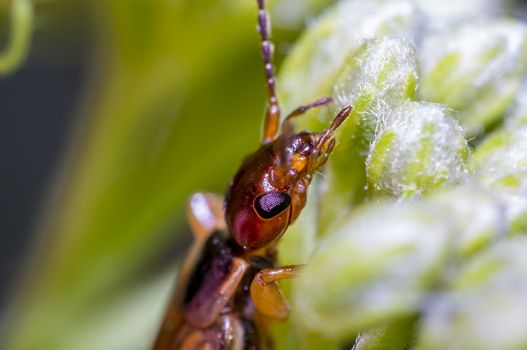 small earwig on green flowers buds in forest