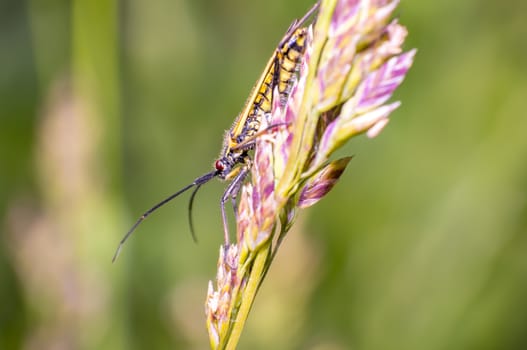 little striped beetle on a blade of grass in the season meadow