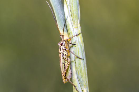 little striped beetle on a blade of grass in the season meadow
