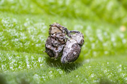 weevil while mating on green nettle leaf in the beautiful nature