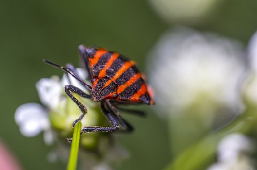 red black striped bug on blade of grass