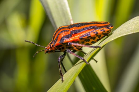 red black striped bug on blade of grass
