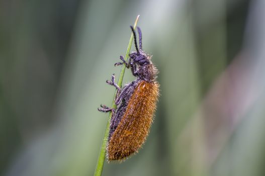 little brown hairy beetle on blade of grass