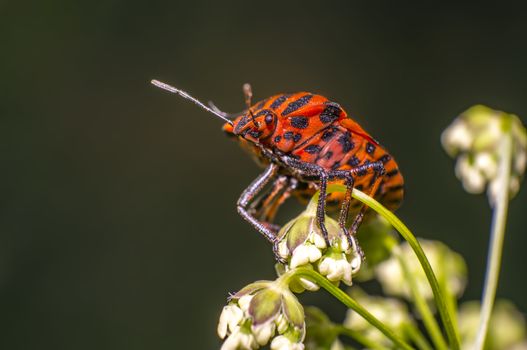 red black striped bug on blade of grass