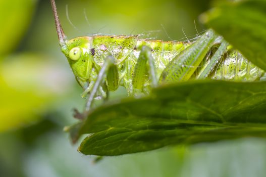grasshopper at green goosberry bush in my season garden