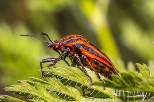 red black striped bug on blade of grass