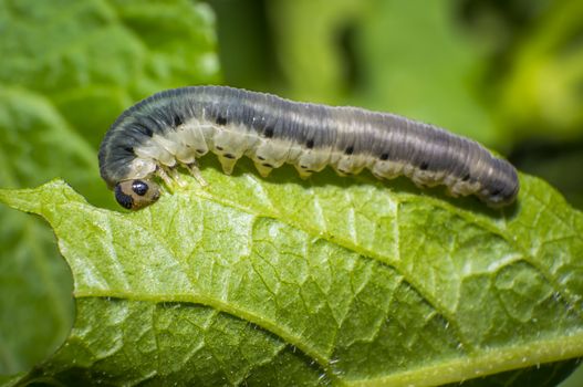 small colorful caterpillar on green leaf in blooming nature