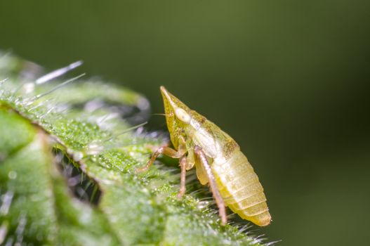 yellow cicada on green nettle leaf in the beautiful nature