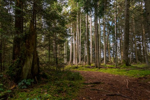 Fantastic hike in the Schrecksee nature reserve in Upper Swabia Germany