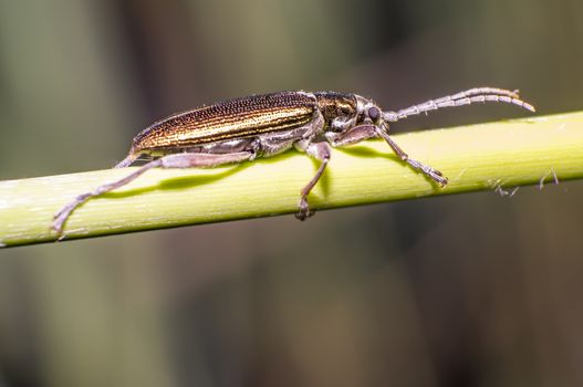small iridescent glittering beetle on blade of grass