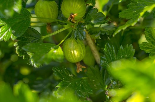 Gooseberry fruit in my season garden