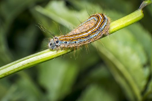 small colorful caterpillar on green leaf in blooming nature