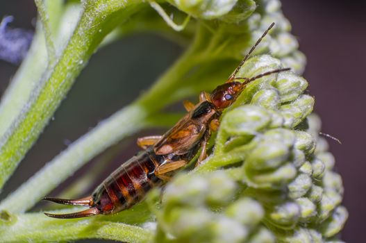 small earwig on green flowers buds in forest
