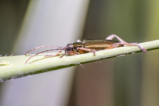 small iridescent glittering beetle on blade of grass