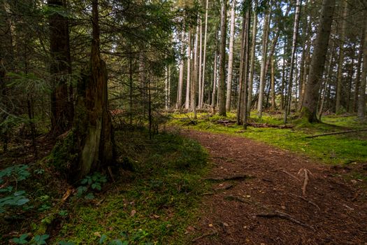 Fantastic hike in the Schrecksee nature reserve in Upper Swabia Germany