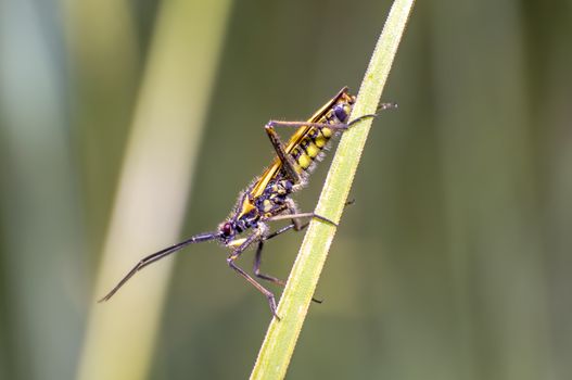 little striped beetle on a blade of grass in the season meadow