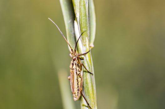 little striped beetle on a blade of grass in the season meadow