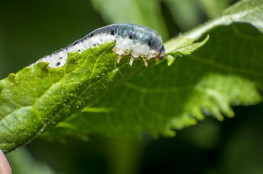 small colorful caterpillar on green leaf in blooming nature