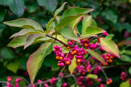 Euonymus europaeus european spindle or common spindle in the colorful autumn forest in upper swabia germany