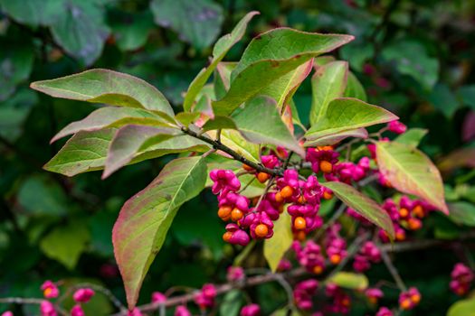 Euonymus europaeus european spindle or common spindle in the colorful autumn forest in upper swabia germany