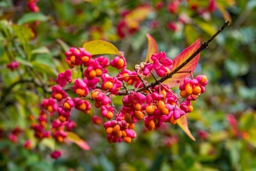 Euonymus europaeus european spindle or common spindle in the colorful autumn forest in upper swabia germany