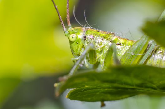 grasshopper at green goosberry bush in my season garden