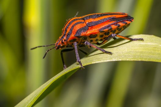 red black striped bug on blade of grass